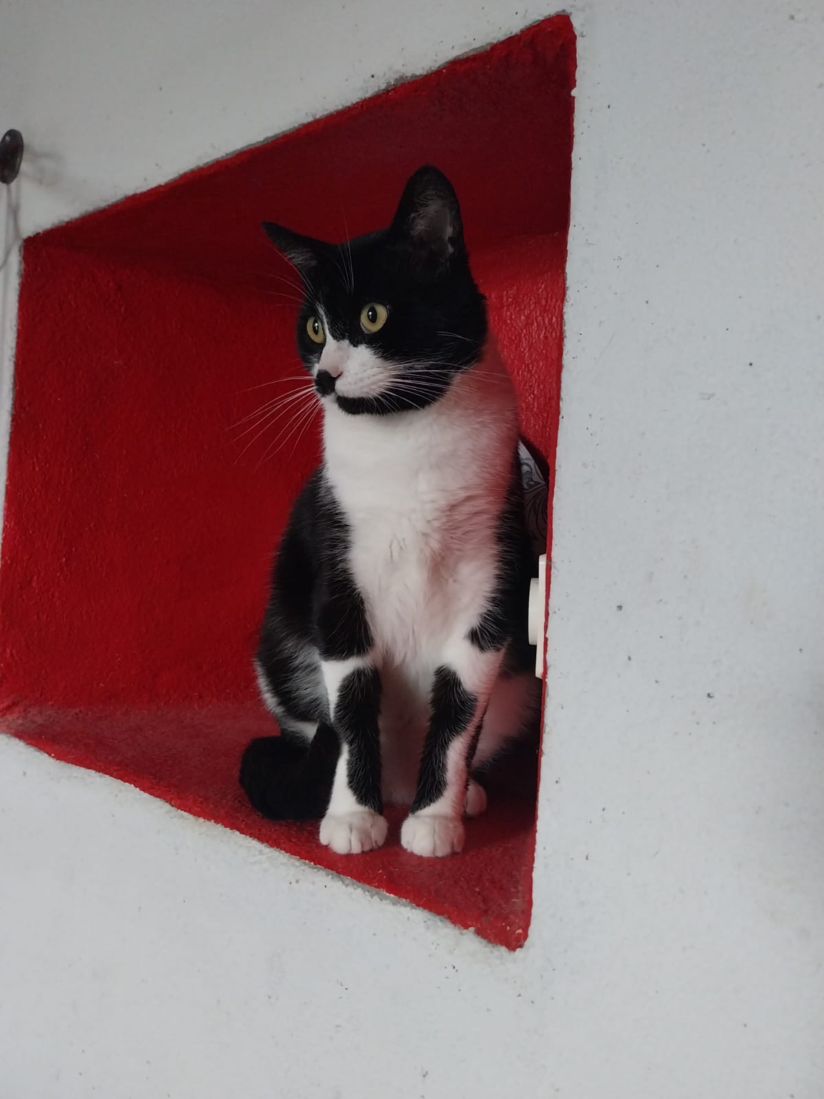 Photo d'un chat nommée Balou, noir et blanc, assis dans un renfoncement d'un mur de couleur rouge